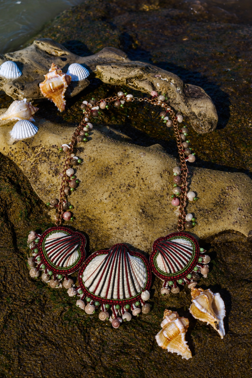 seashell_1